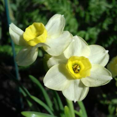 Narcissus 'Minnow'