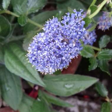 Ceanothus thyrsiflorus var. repens syn. Ceanothus repens