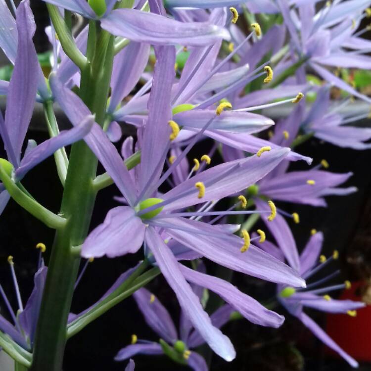 Plant image Camassia leichtlinii subsp. suksdorfii (Caerulea Group)