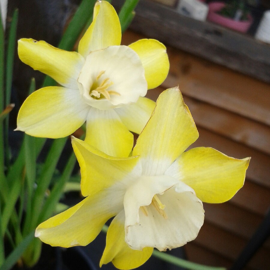 Plant image Narcissus 'Pipit'