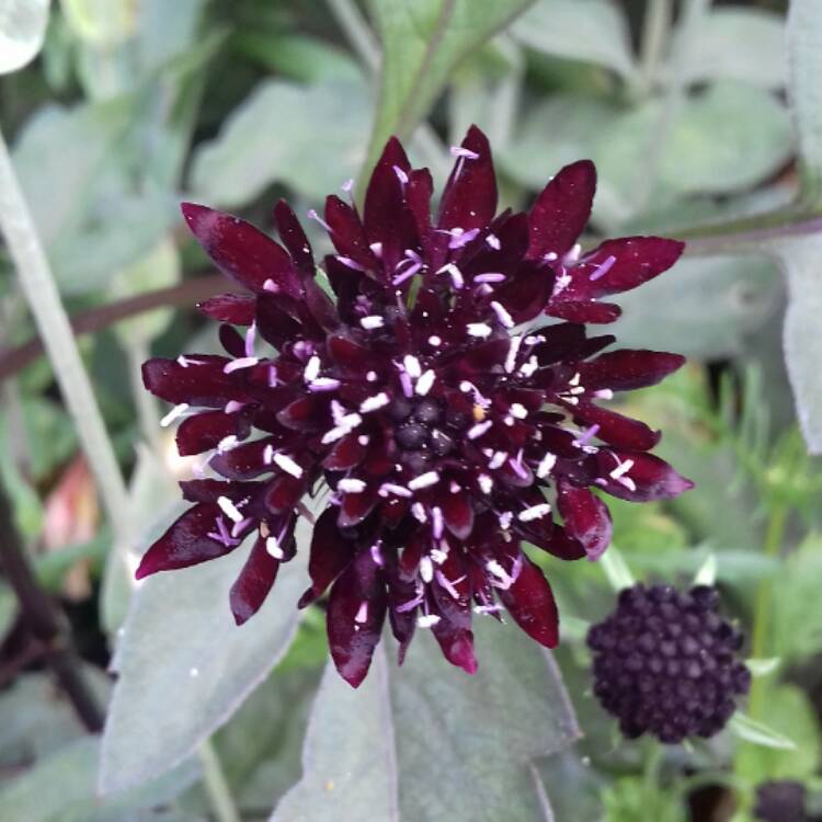 Plant image Scabiosa atropurpurea 'Chile Black'