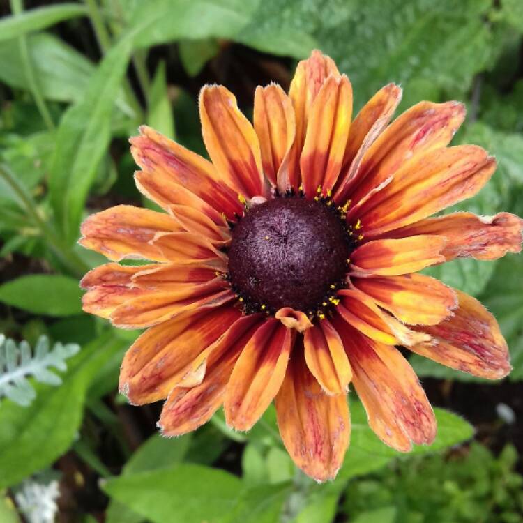 Plant image Rudbeckia hirta 'Sahara Mix'