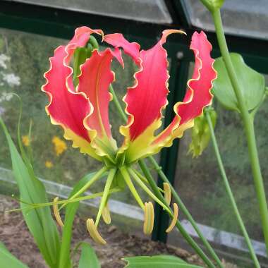 Gloriosa superba