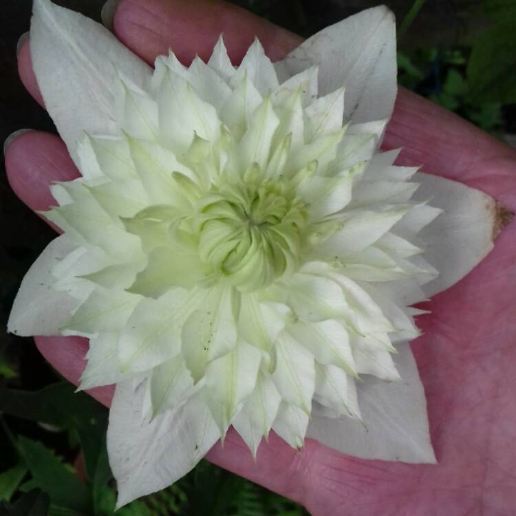 Plant image Clematis florida 'Alba plena'