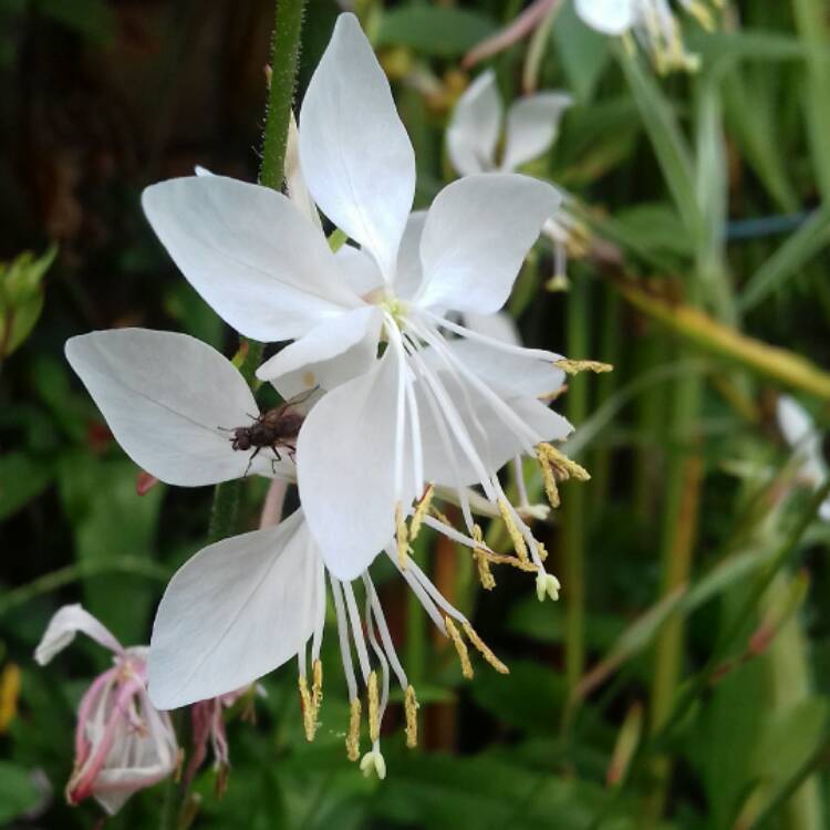 Plant image Oenothera lindheimeri 'The Bride' syn. Gaura lindheimeri 'The Bride'