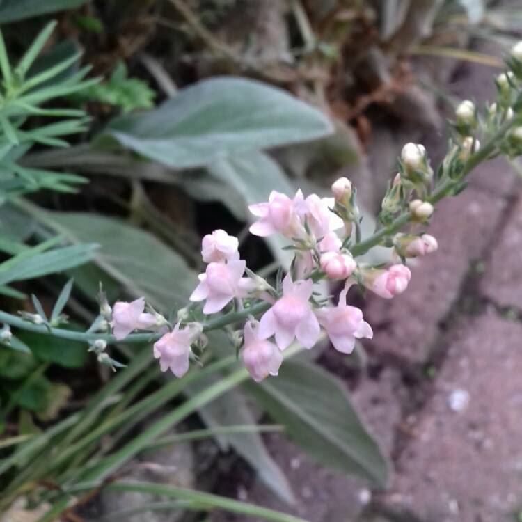 Plant image Linaria purpurea 'Canon Went'