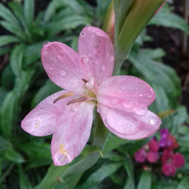 Plant image Hesperantha coccinea 'Mollie Gould' syn. Schizostylis coccinea  'Mollie Gould'