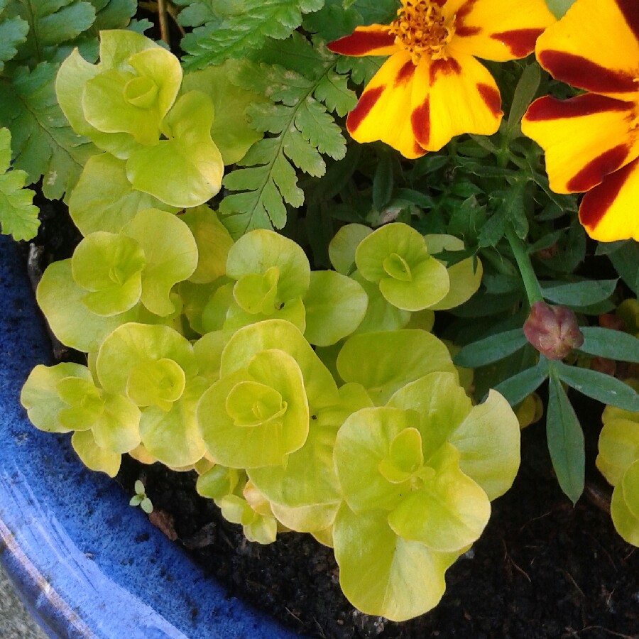 Plant image Lysimachia nummularia 'Aurea'