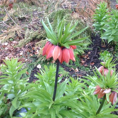 Crown Imperial 'Blom's Orange Perfection'