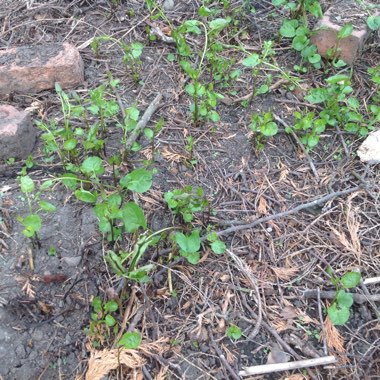 Hedge Bindweed