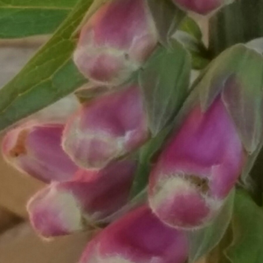 Common Foxglove