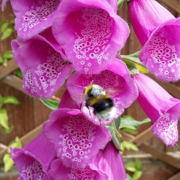 Debbie's garden