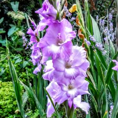 Gladioli