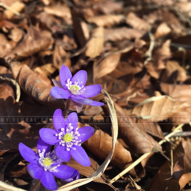 Plant image Hepatica nobilis syn. Anemone hepatica L. ; Hepatica triloba