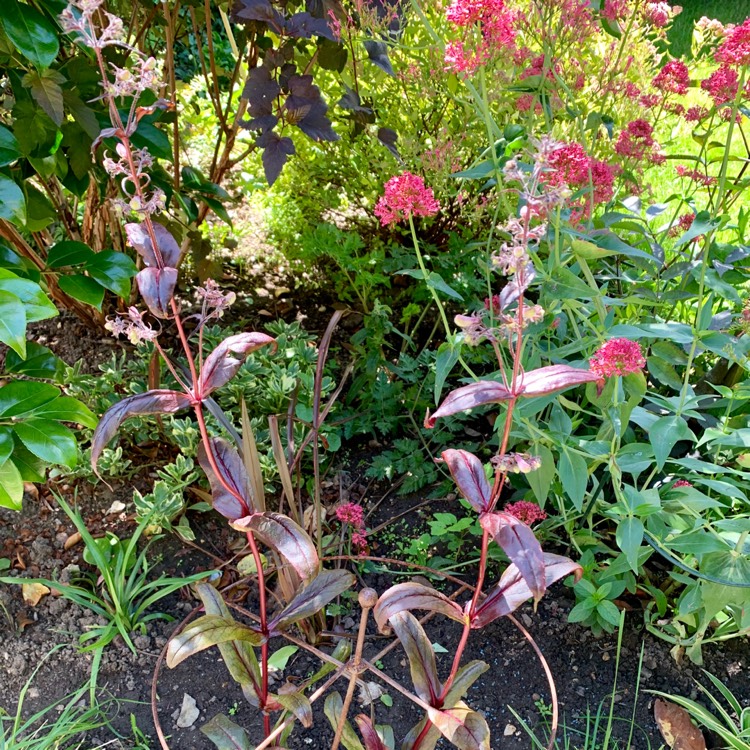 Plant image Penstemon 'Dark Towers'