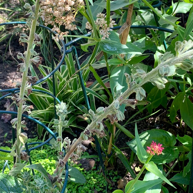 Plant image Verbascum x hybrida 'Southern Charm'