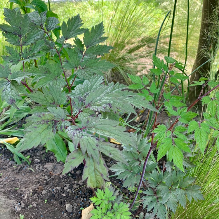 Plant image Actaea simplex (Atropururea Group) syn. Cimicifuga racemosa 'Atropurpurea', Cimicifuga racemosa 'Purpurea', Cimicifuga simplex 'Blackthorn Strain', Cimicifuga simplex var. simplex Atropurpurea Group