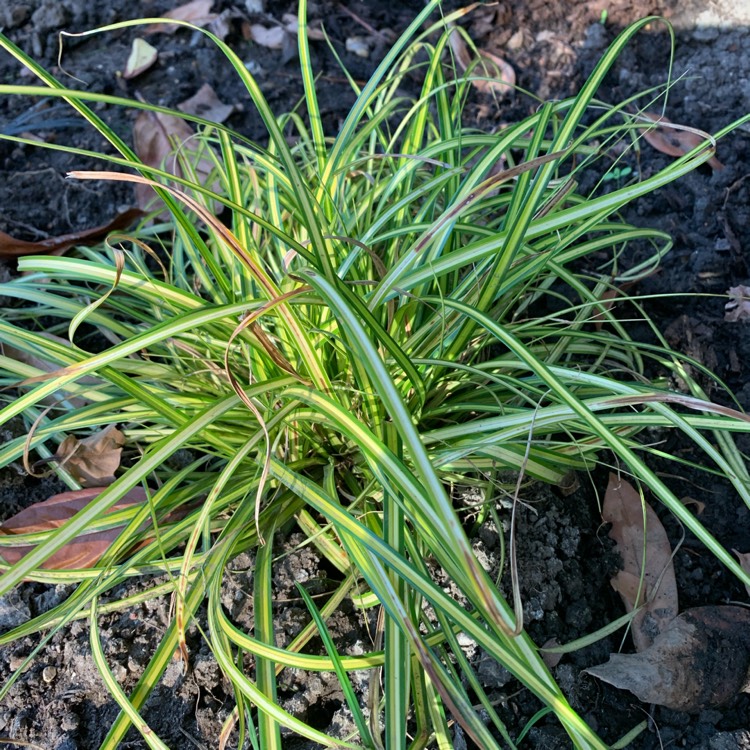 Plant image Carex oshimensis 'Eversheen'