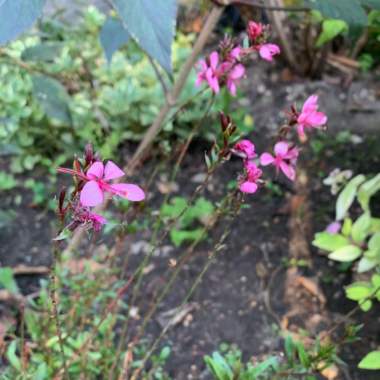 Plant image Oenothera lindheimeri 'Gambit Rose' syn. Gaura lindheimeri 'Gambit Rose'