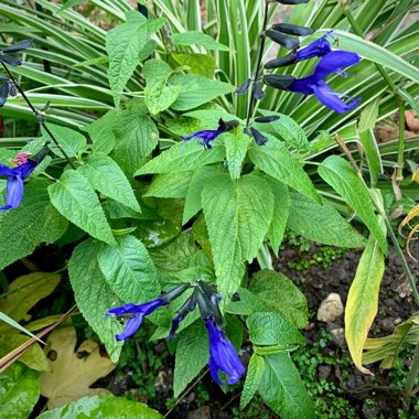 Salvia 'Costa Rica Blue'