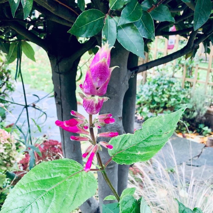 Plant image Salvia Involucrata 'Bethellii'