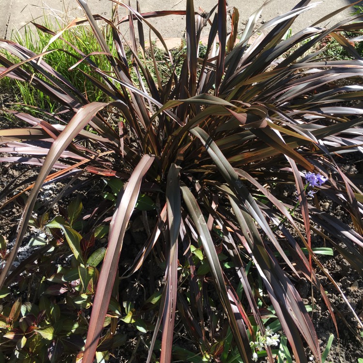 Plant image Phormium 'Black Velvet'