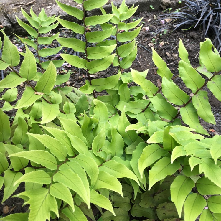 Plant image Cyrtomium Fortunei Var.Clivicola