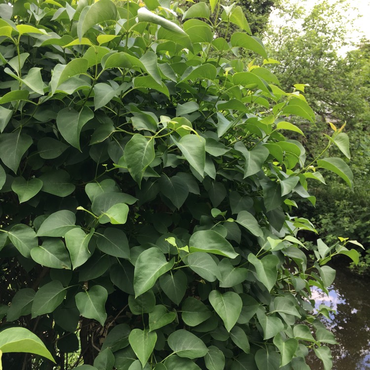 Plant image Syringa x persica