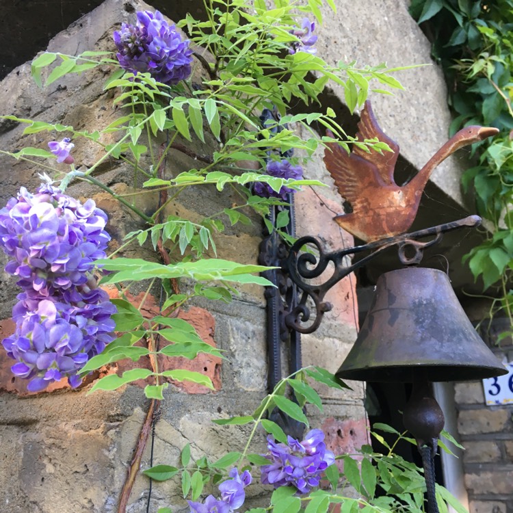 Plant image Wisteria frutescens 'Amethyst Falls'