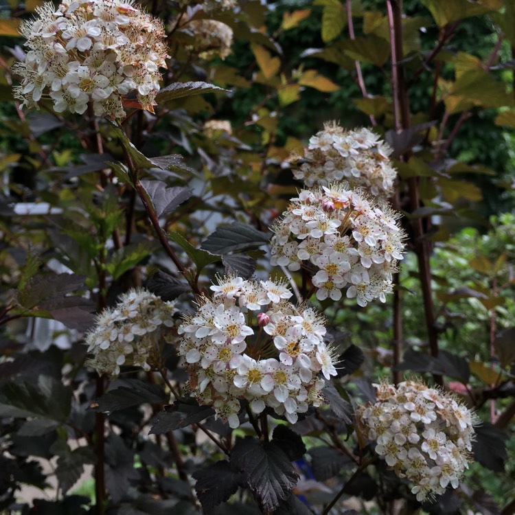 Plant image Physocarpus opulifolius 'Donna May' syn. Physocarpus opulifolius 'Little Devil'