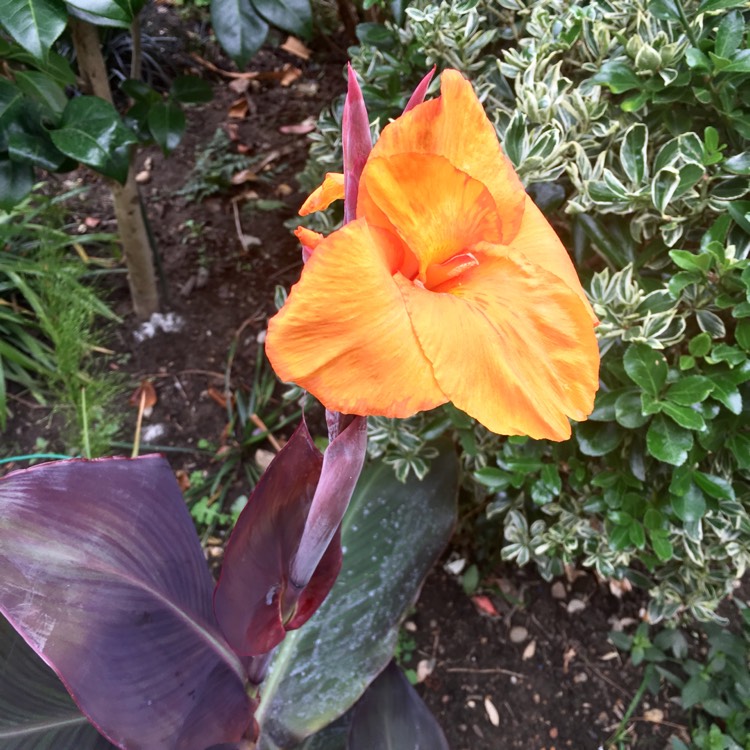 Plant image Canna 'Wyoming'