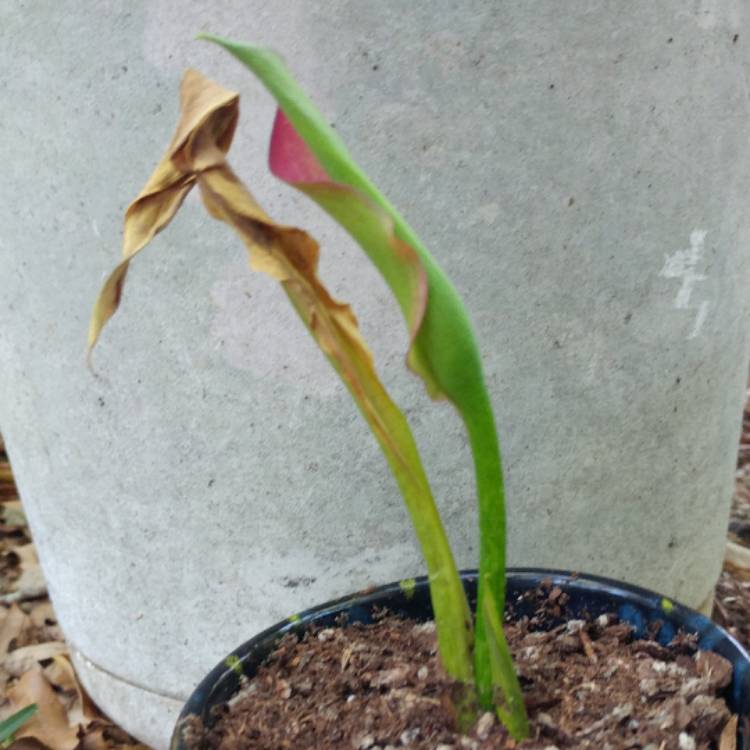 Plant image Zantedeschia 'Captain Fuego'