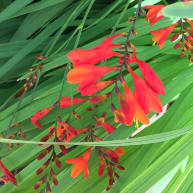 Montbretia 'Lucifer'