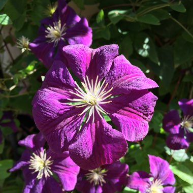 Clematis