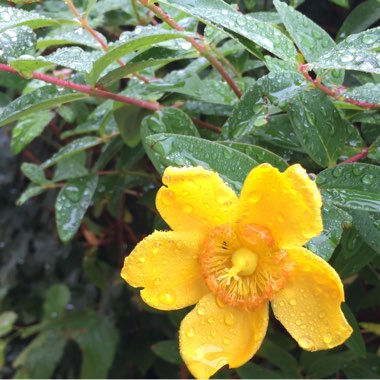 St Johns Wort