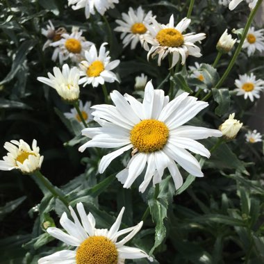 Marguerite Daisy 'Dana'