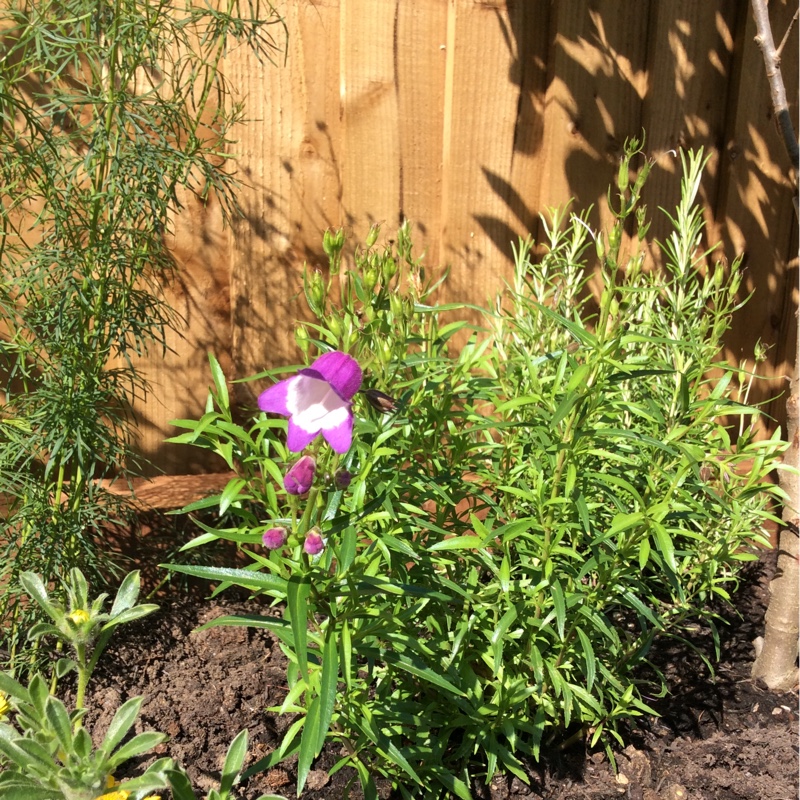 Beardtongue 'Pensham Czar'