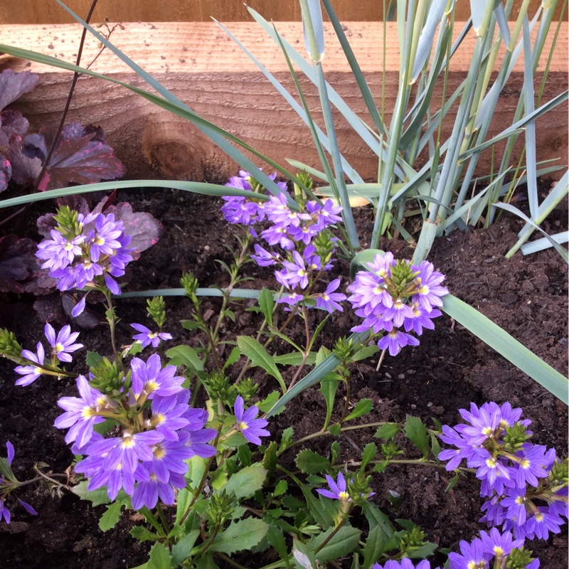 Plant image Scaevola aemula