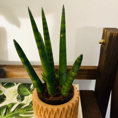 Sansevieria cylindrica