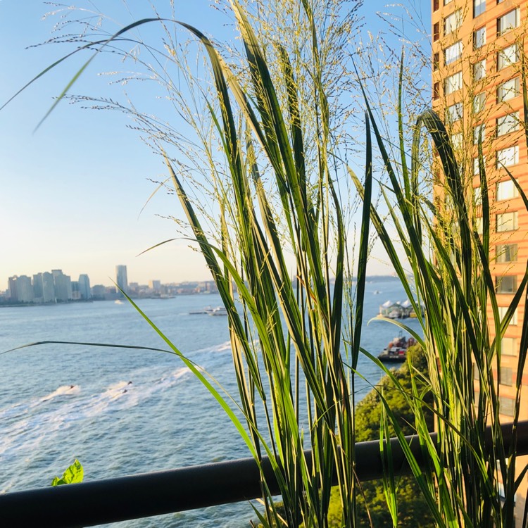 Plant image Stipa Gigantea