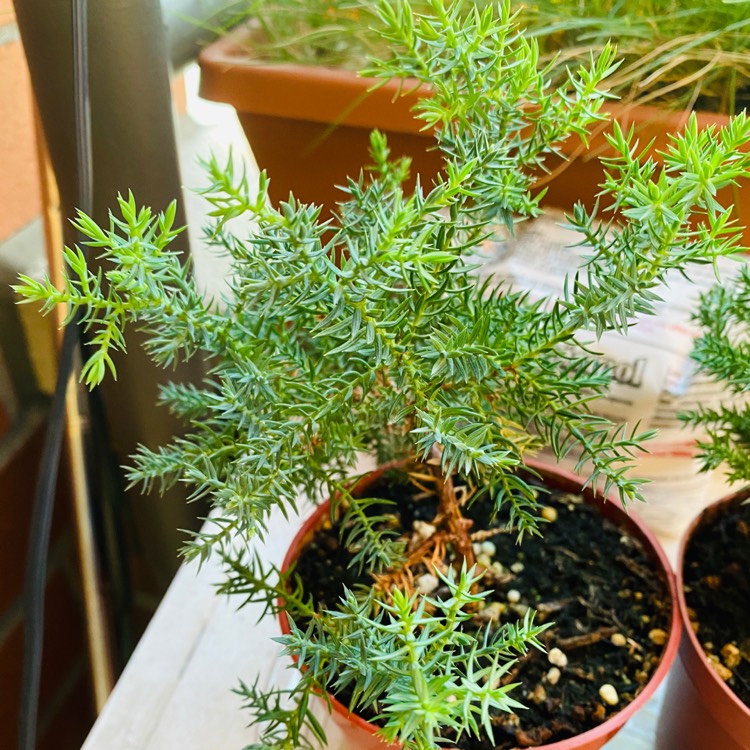 Plant image Juniperus communis 'Compressa'