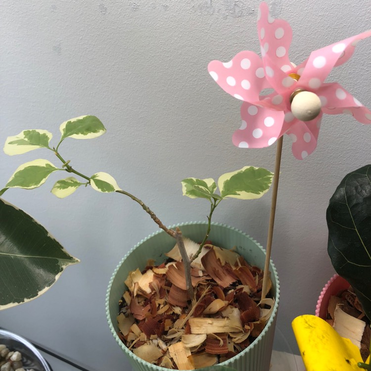 Plant image Bougainvillea 'Vera Variegata'