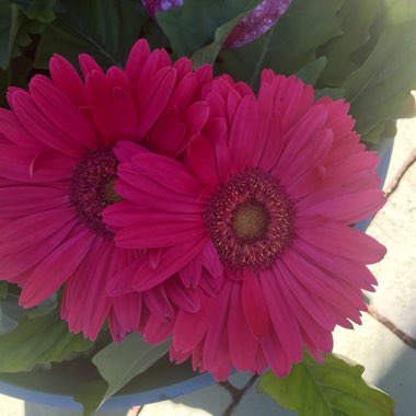 Gerbera Daisy