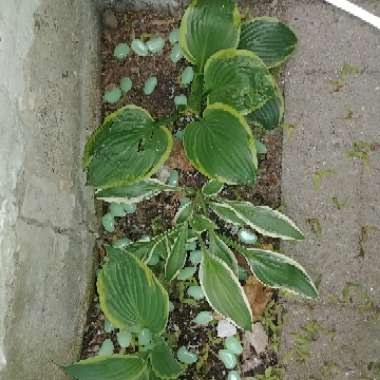 Plantain Lily 'Bedazzled'