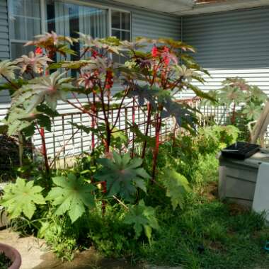 Castor Oil Plant 'Carmencita'