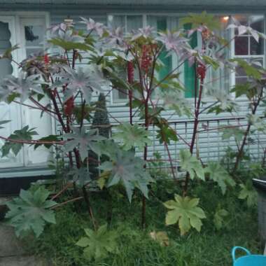 Castor Oil Plant 'Carmencita'