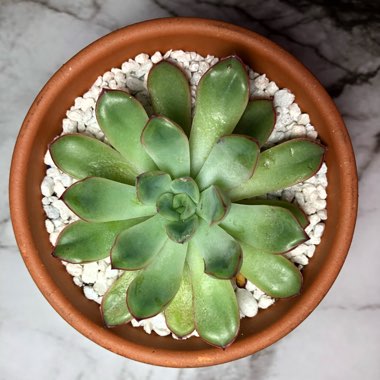 Echeveria