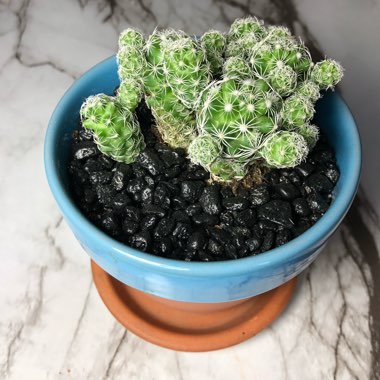 Thimble Cactus 'Fragilis'