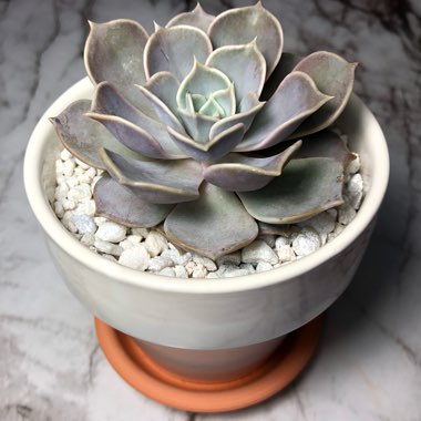 Echeveria