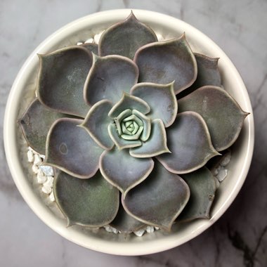 Echeveria